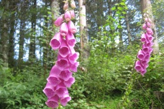 Foxglove-Flowers-Pictures-5